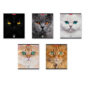 Тетрадь 96л. (клетка) EK "Cats" 58406 мат.лам.,асс.